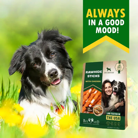 Dog Rawhide Sticks Wrapped with Chicken & Pet Natural Chew Treats