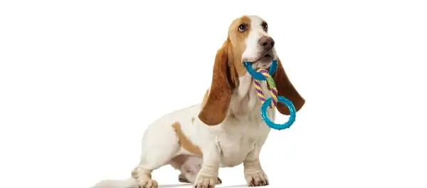 Petstages Dental Links Dog Chew Toy – Puppies &Adults, Strong Chewers, Multiple Textures & Rope