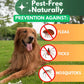 Flea and Tick Prevention for Dogs Chewables   Natural Dog Flea and