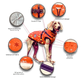 Reflective Cotton Dog Jacket – Warm & Safe Winter Coat for Pets