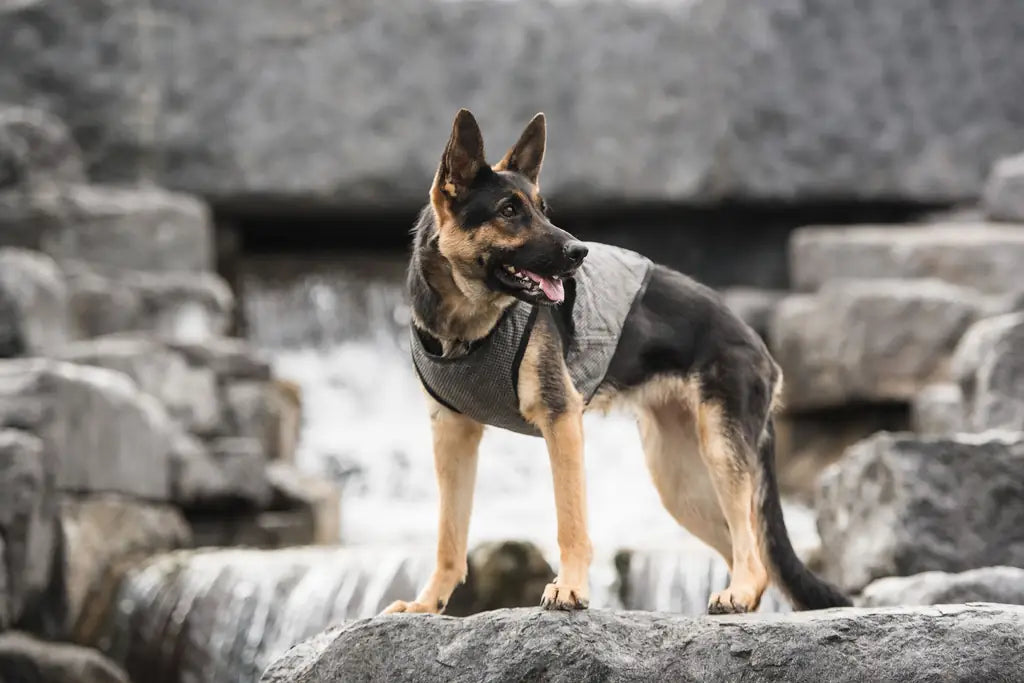 US Army Dog Cooling Vest - Grey | Military-Grade Heat Relief for Working & Active Dogs | Adjustable Evaporative Cooling Jacket