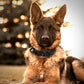 Tactical Dog Collar & Leash Set – Military-Grade for Training