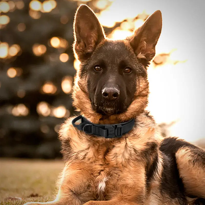 Tactical Dog Collar & Leash Set – Military-Grade for Training