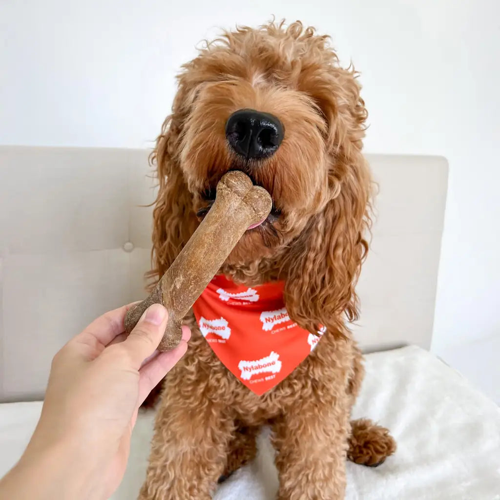 Nylabone Healthy Edibles Natural Dog Chews – Long Lasting Nylabones for Dogs | Chicken, Beef & Bacon