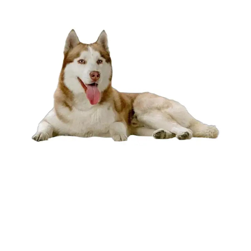 Hot Weather Summer Dog Bed – Foldable, Breathable Camp Bed for Medium & Large Dogs