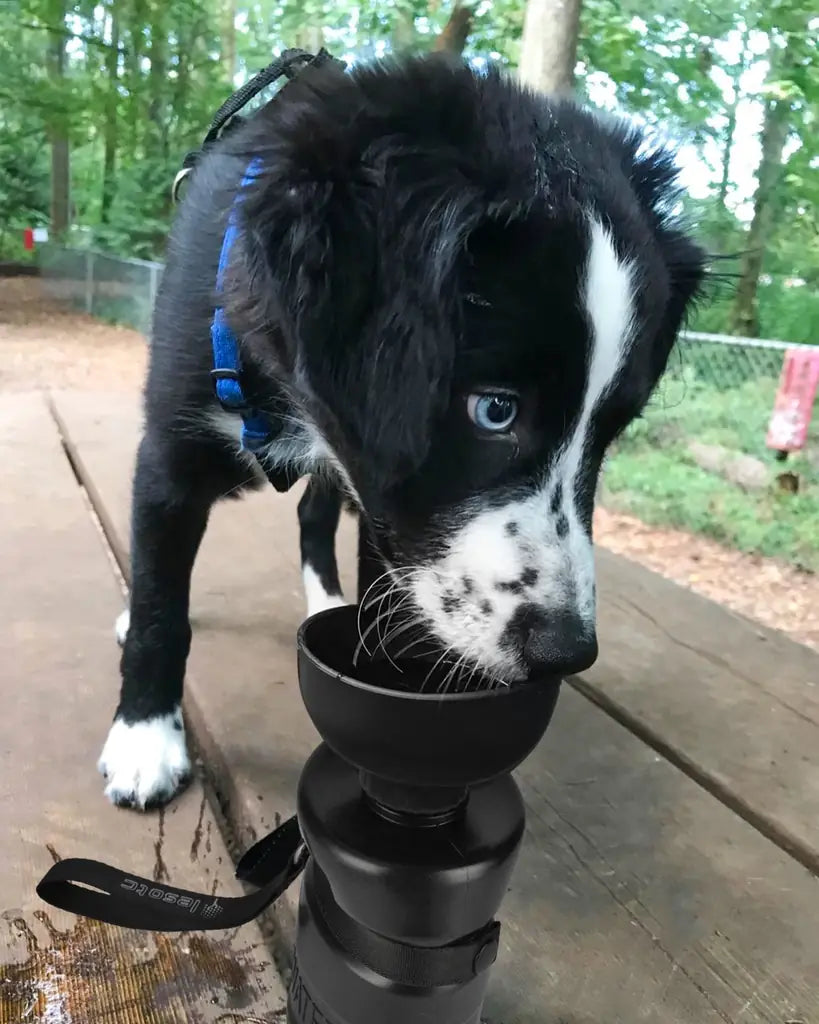 Lesotc Portable Dog Water Bottle with Bowl – 18oz / 28oz / 77oz Leak-Proof Dispenser for Dogs