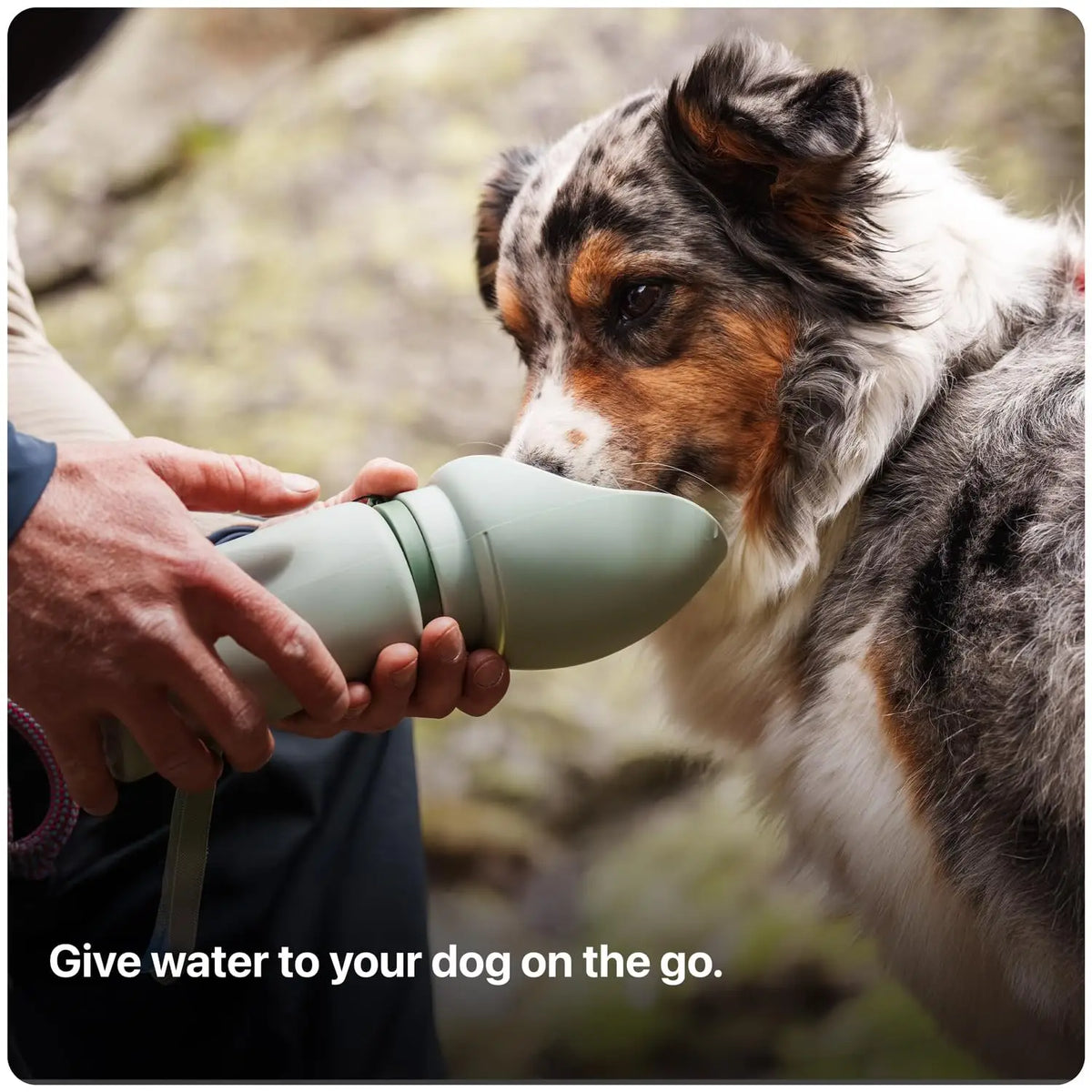 Best Dog Water Bottle for Hiking: Collapsible, Leak-Proof & BPA-Free